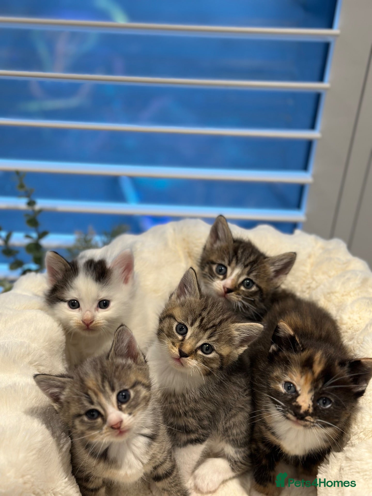 Ragdoll cats Lynx ragdoll x tabby kitten ready to leave  - Advert 2