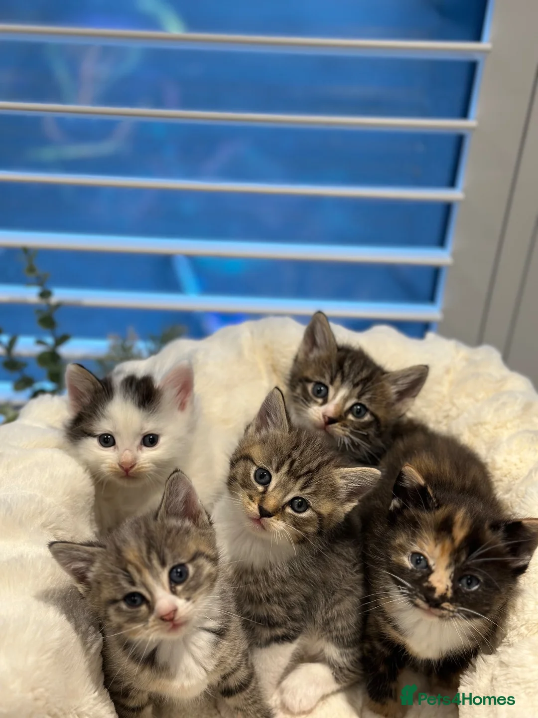 Ragdoll cats for sale: Lynx ragdoll x tabby kitten ready to leave  - Advert 1