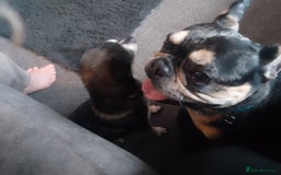 French Bulldog dogs for sale: Loki   - Image 6