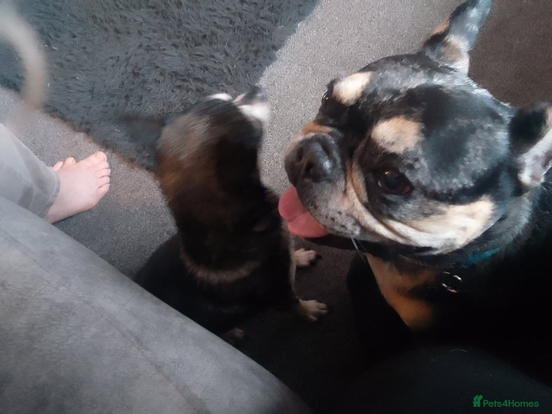French Bulldog dogs for sale: Loki   - Image 6