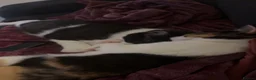 British Shorthair cats for sale: girl , tortoise shell , boy , black and white  in High Wycombe - Advert 4