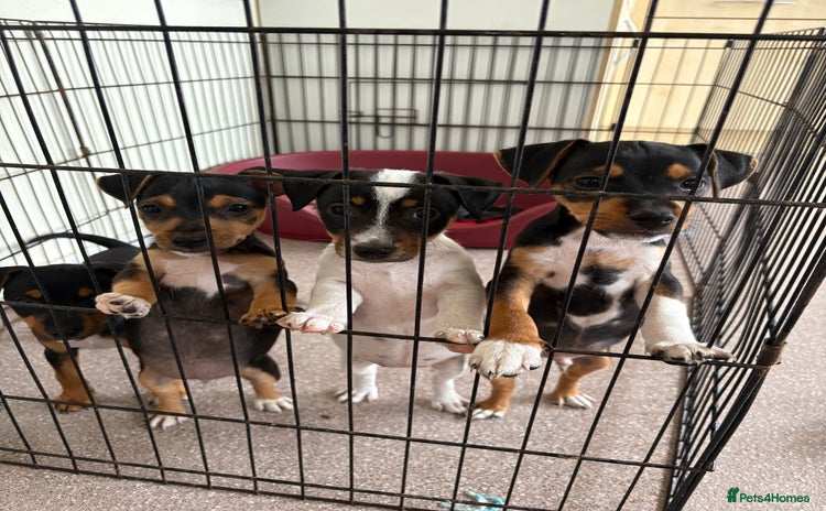 Jack Russell dogs - Advert 1