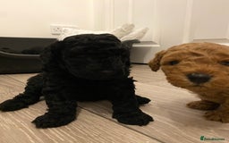 Toy Poodle dogs for sale: Stunning toy poodles  - Advert 24