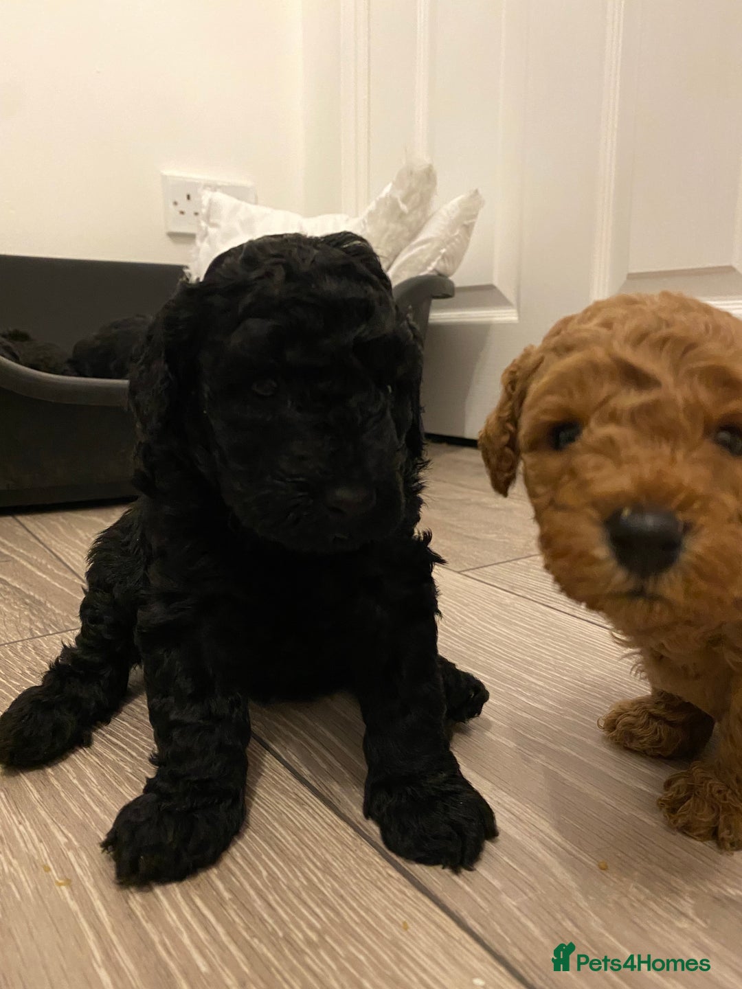 Toy Poodle dogs for sale: Stunning toy poodles  - Advert 24