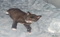 Mixed Breed cats for sale: 2 Beautiful little Boy kittens tabby & black white - Image 7