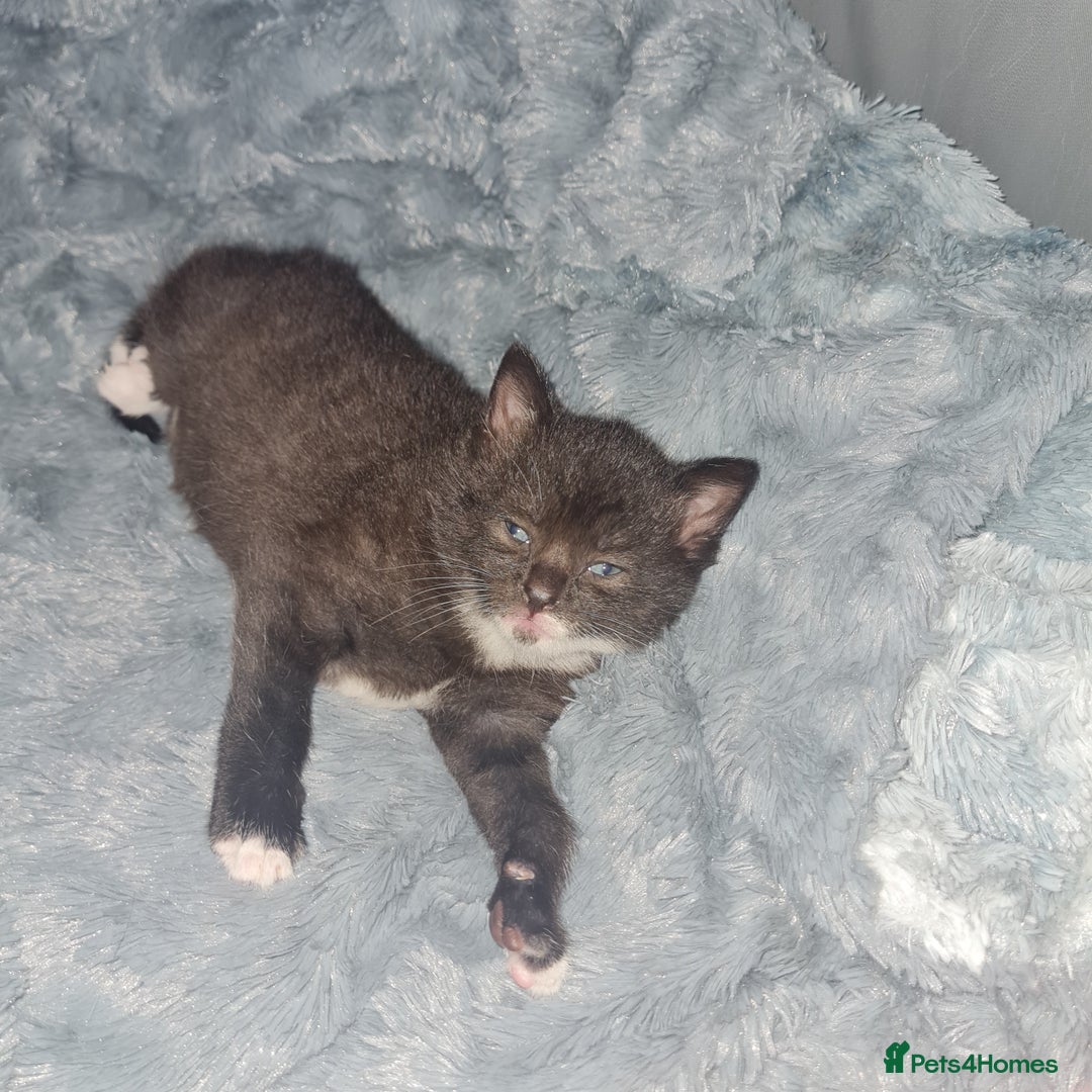Mixed Breed cats for sale: 2 Beautiful little Boy kittens tabby & black white - Image 7