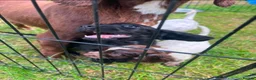 Cocker Spaniel dogs for sale: Cocker spaniel puppies - Advert 3