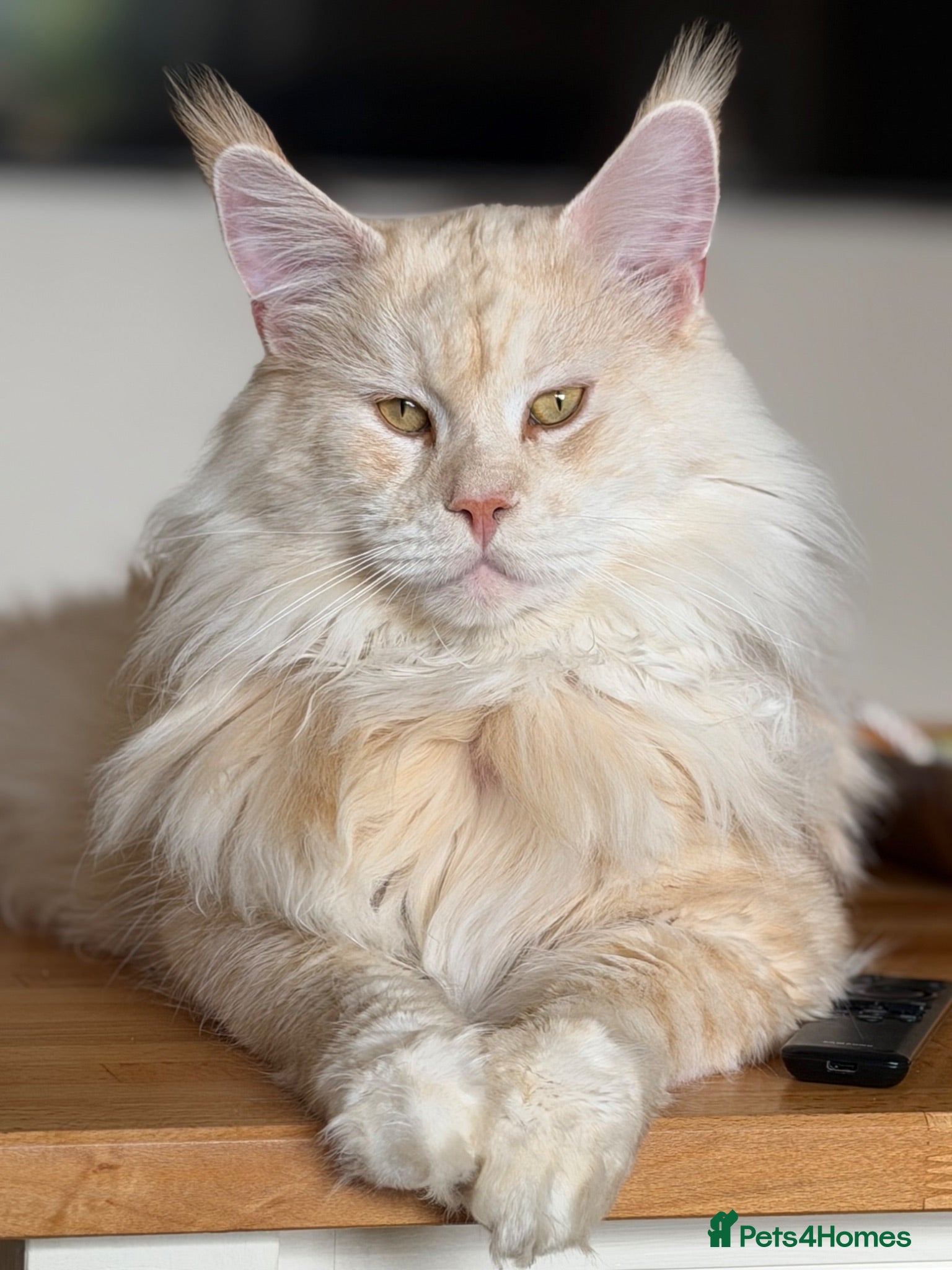 Maine Coon cats Maine Coon stud - Advert 1