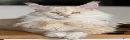 Maine Coon cats for stud: Maine Coon stud - Advert 1