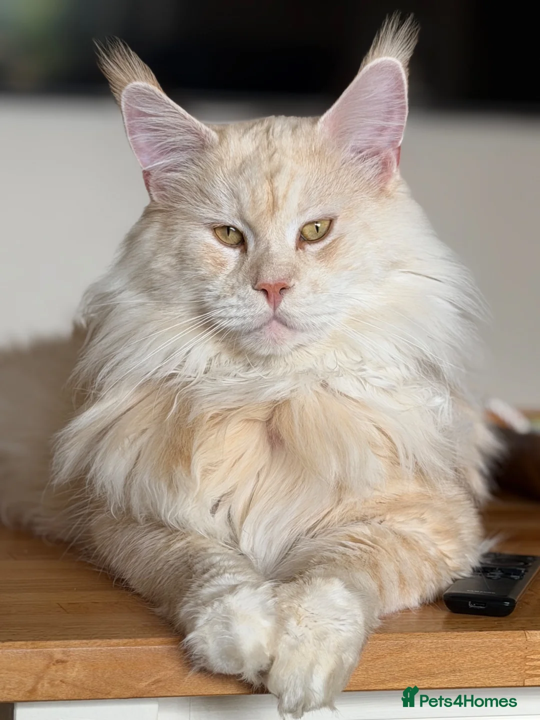 Maine Coon cats for stud: Maine Coon stud - Advert 1