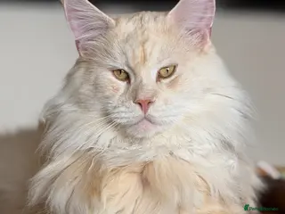 Maine Coon cats Maine Coon stud - Advert 1