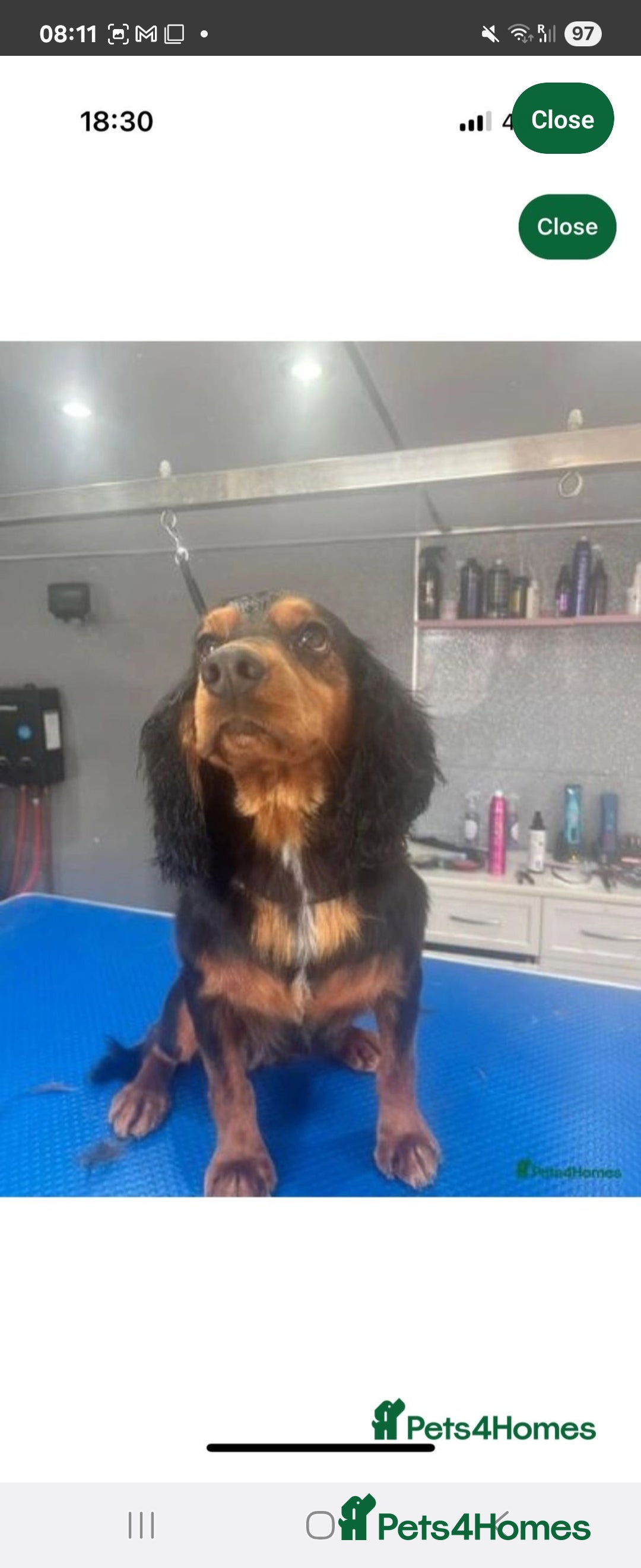 Cocker Spaniel dogs for sale: Cocker Spaniel Puppies  - Image 6