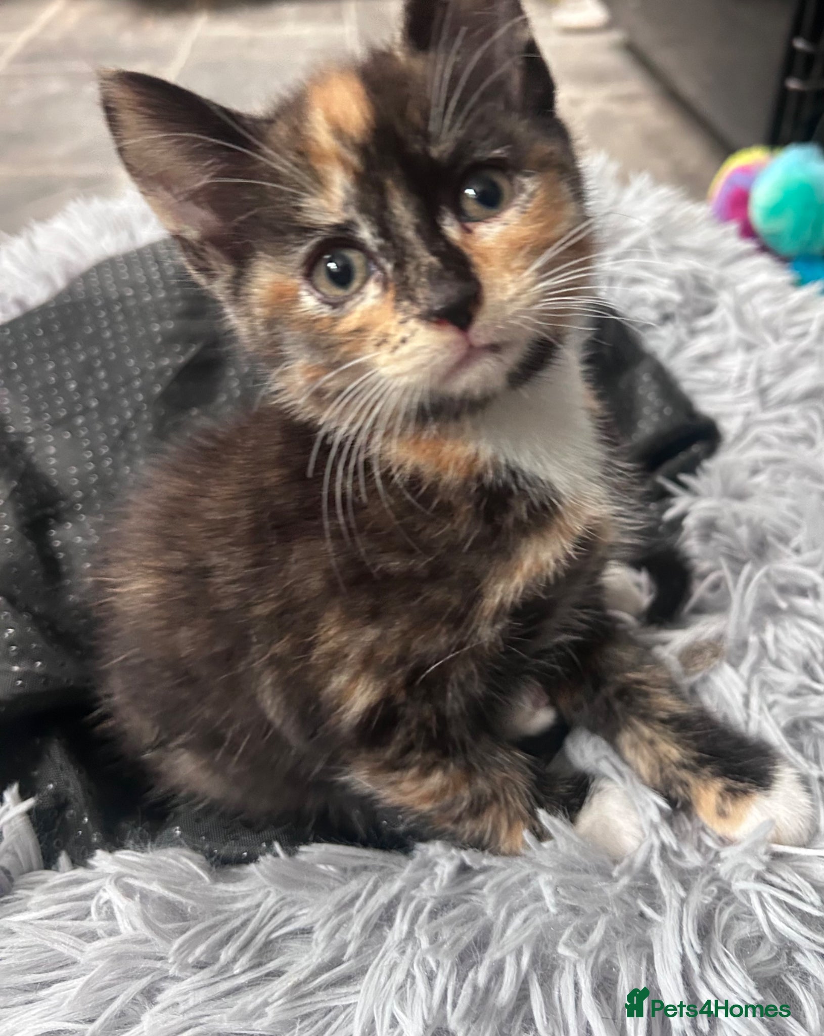 Mixed Breed cats # 1 girl left.Kittens 1/2 Maine coon 7wks & to go. - Advert 8