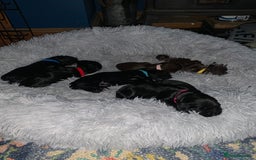 Sprocker dogs for sale: Gorgeous sprocker spaniel puppies  - Image 5