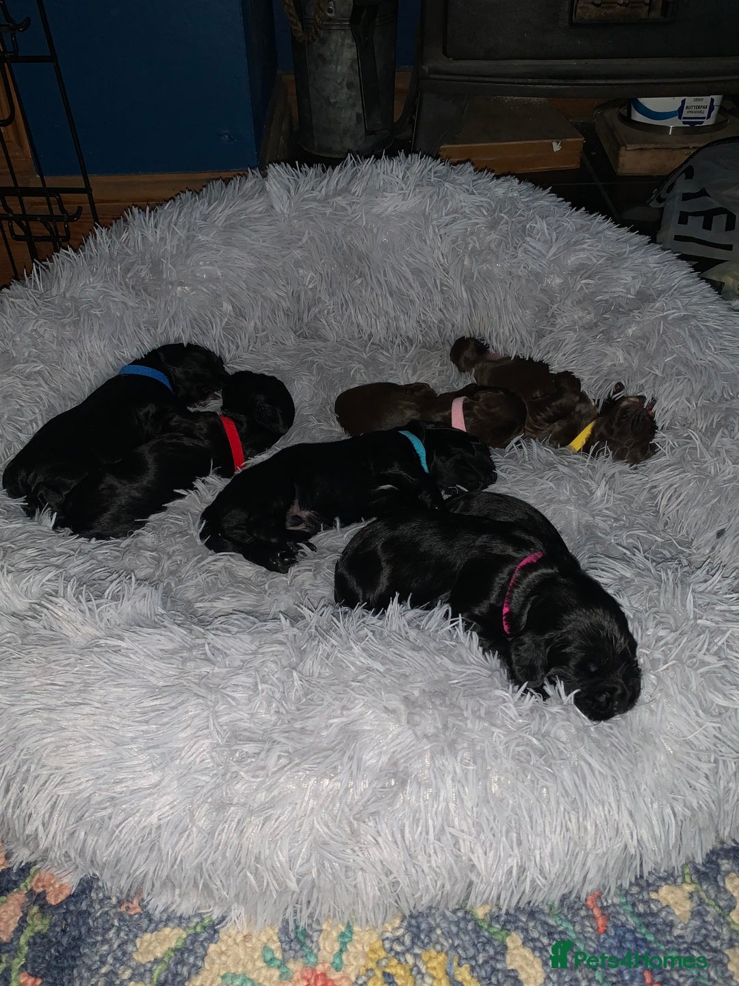 Sprocker dogs for sale: Gorgeous sprocker spaniel puppies  - Image 5