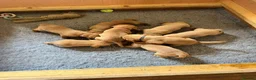 Labrador Retriever dogs for sale: KC registered Fox Red Labrador Puppies in Whitchurch - Advert 8