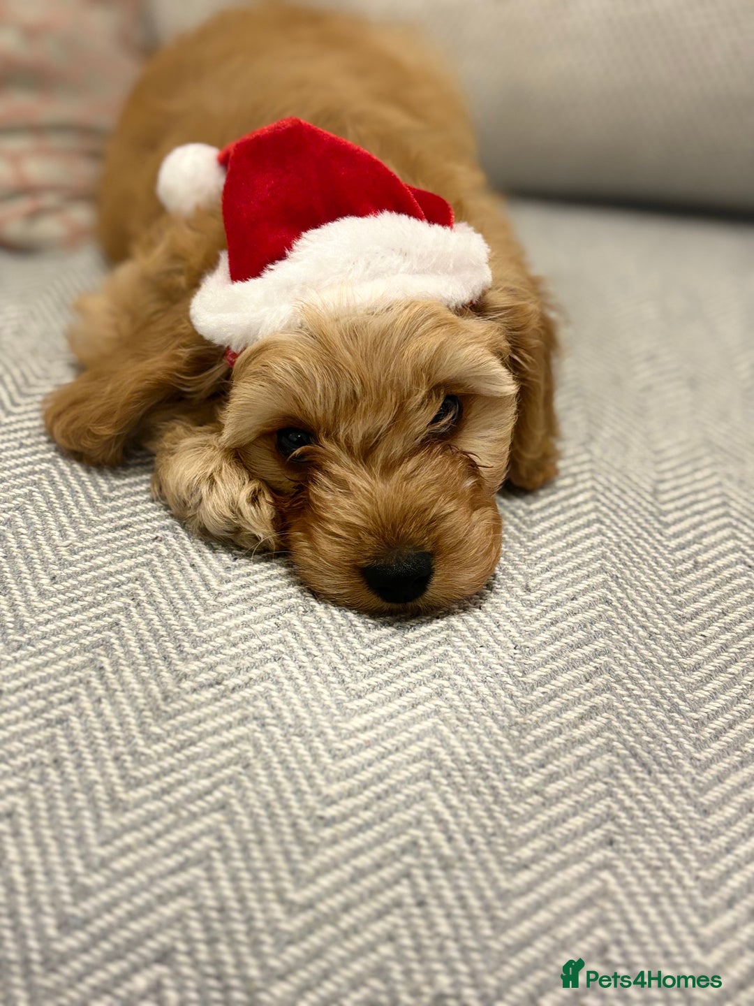 Cavapoo dogs for stud: F1 Cavapoo for stud  - Image 7