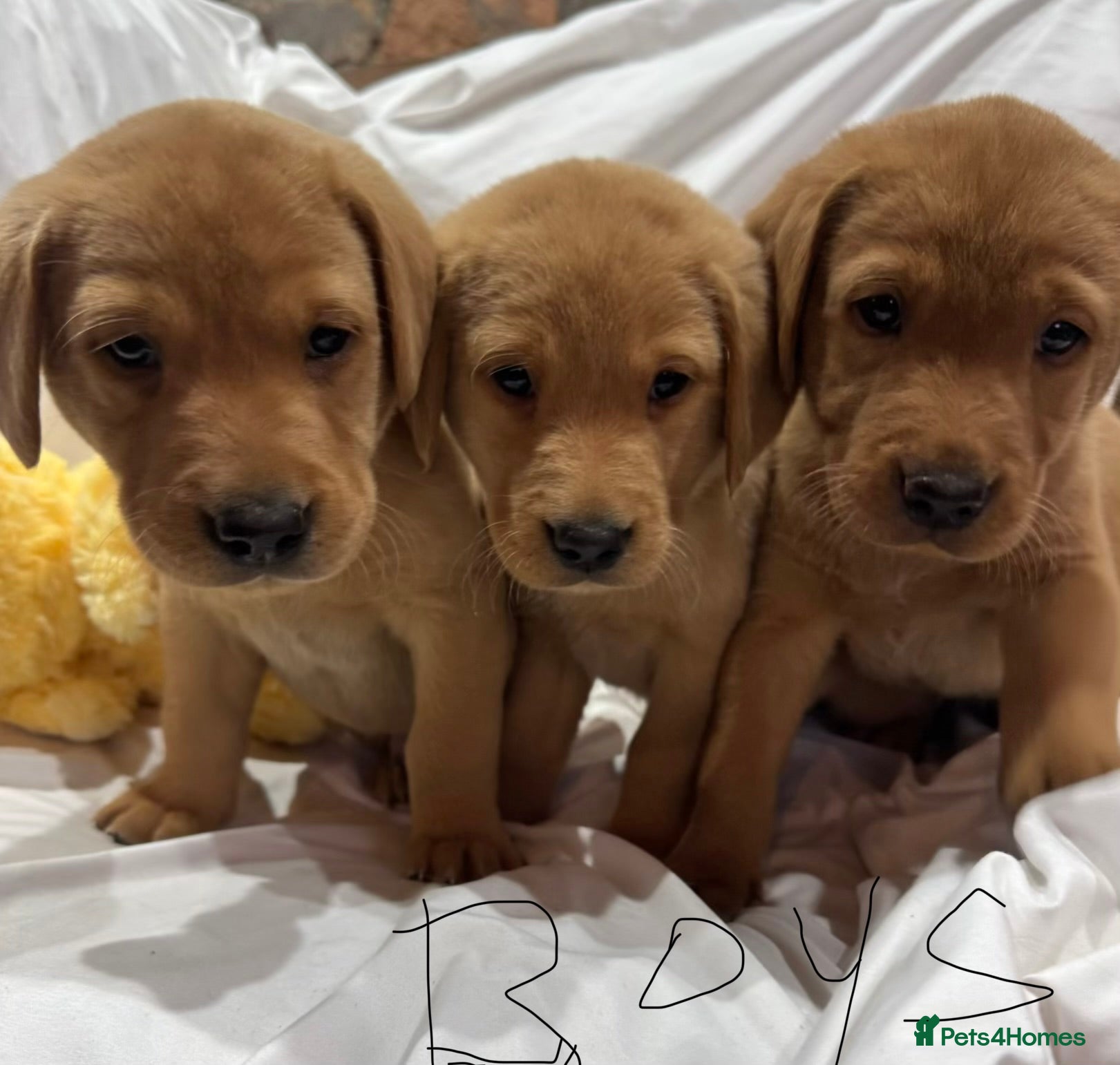 Labrador Retriever dogs Fox red Labradors pups - Advert 17