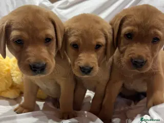 Labrador Retriever dogs Fox red Labradors pups - Advert 17