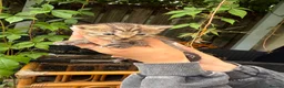 Mixed Breed cats for sale: Kittens for sale  in Hull - Advert 8