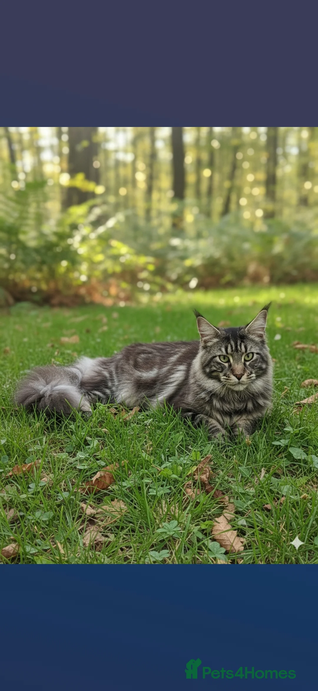 Maine Coon cats for stud: Proven Maine coon boy for stud only - Advert 2
