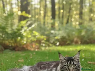 Maine Coon cats Proven Maine coon boy for stud only - Advert 4