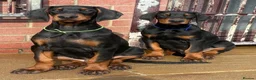 Dobermann dogs for sale: Dobermann Puppies For Sale - Advert 3