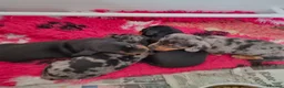 Miniature Dachshund dogs for sale: Adorable Miniature Dachshund Puppies - Advert 8