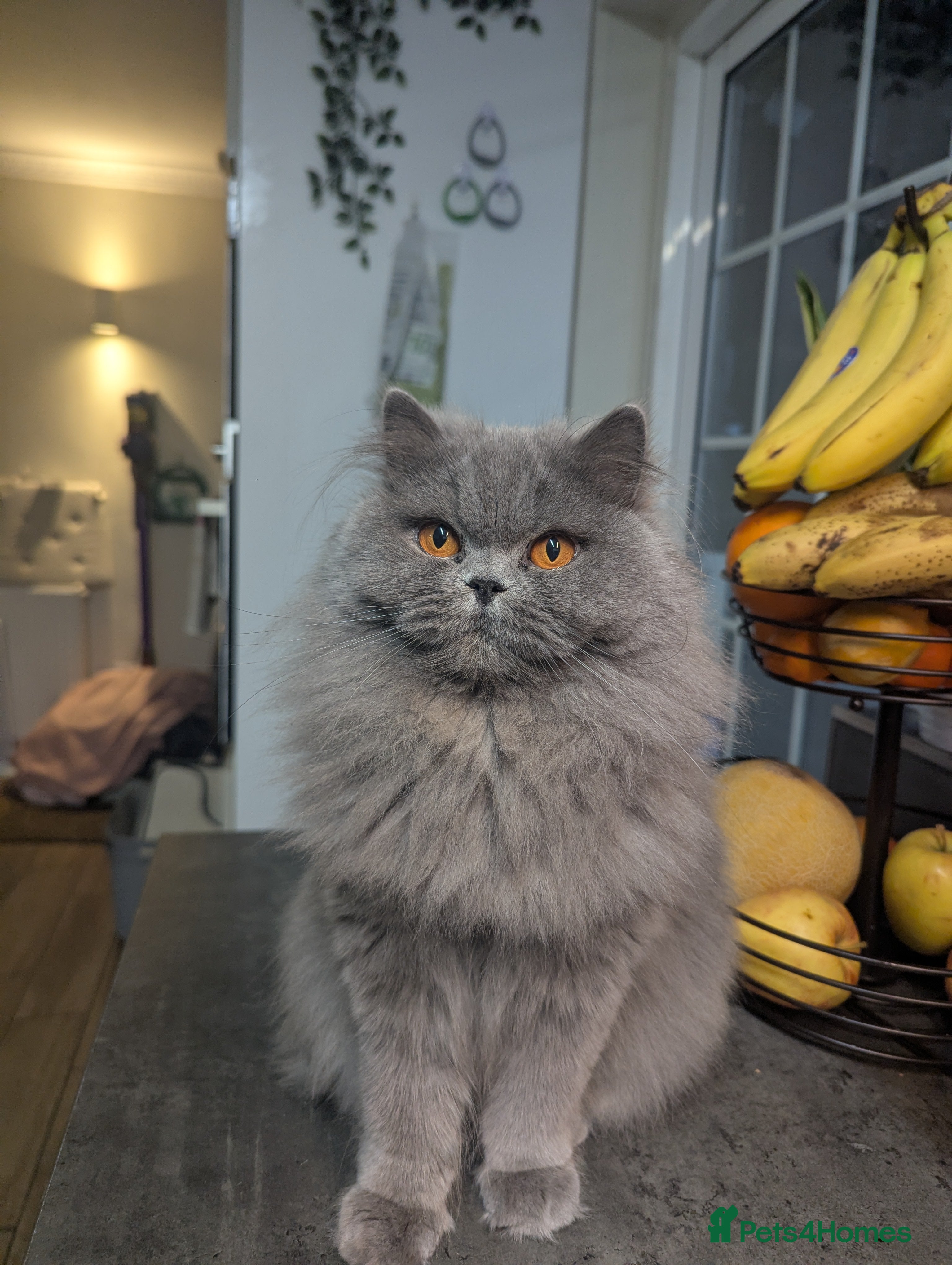British Longhair cats Beautiful cat Luna looking for a loving home. - Advert 6