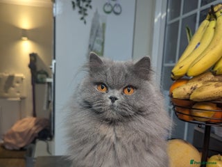 British Longhair cats Beautiful cat Luna looking for a loving home. - Advert 1