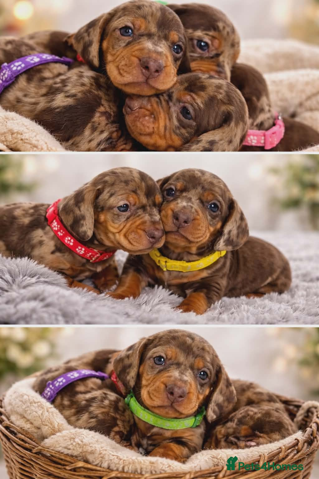 Dachshund dogs Beautiful Dapple Dachshund Puppies - Advert 1