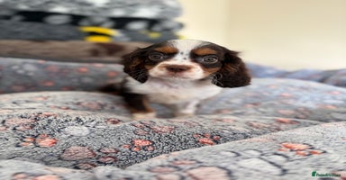 Cavalier King Charles Spaniel dogs KC TRI BOY LEFT 🍫health tested parents  - Advert 2