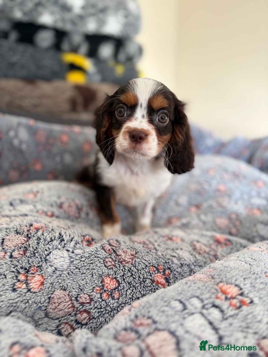 Cavalier King Charles Spaniel dogs for sale: KC TRI BOY LEFT 🍫health tested parents  - Advert 3