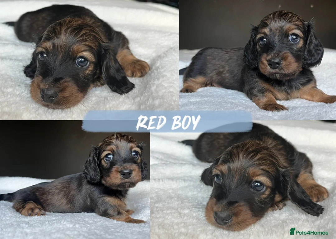 Miniature Dachshund dogs for sale: KC Long Hair Mini Dachshunds  - Advert 11