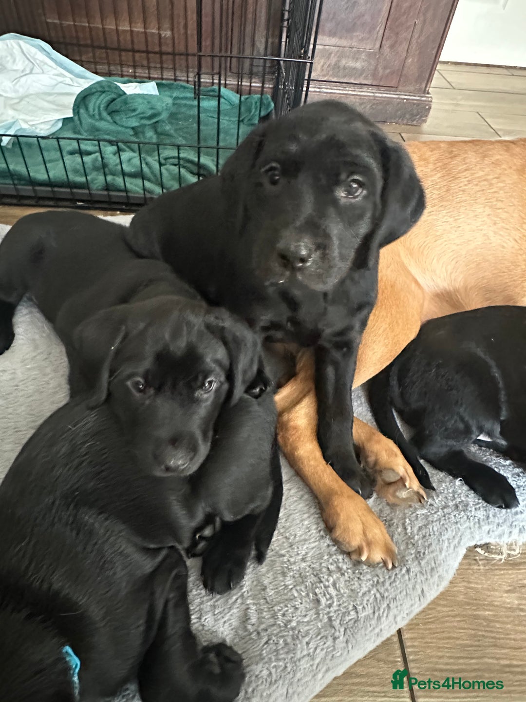 Labrador Retriever dogs for sale: Velvet black old English Labrador puppies  - Advert 2