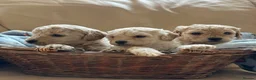 Cavachon dogs for sale: Beautiful F1B Cavapoochons  - Advert 11