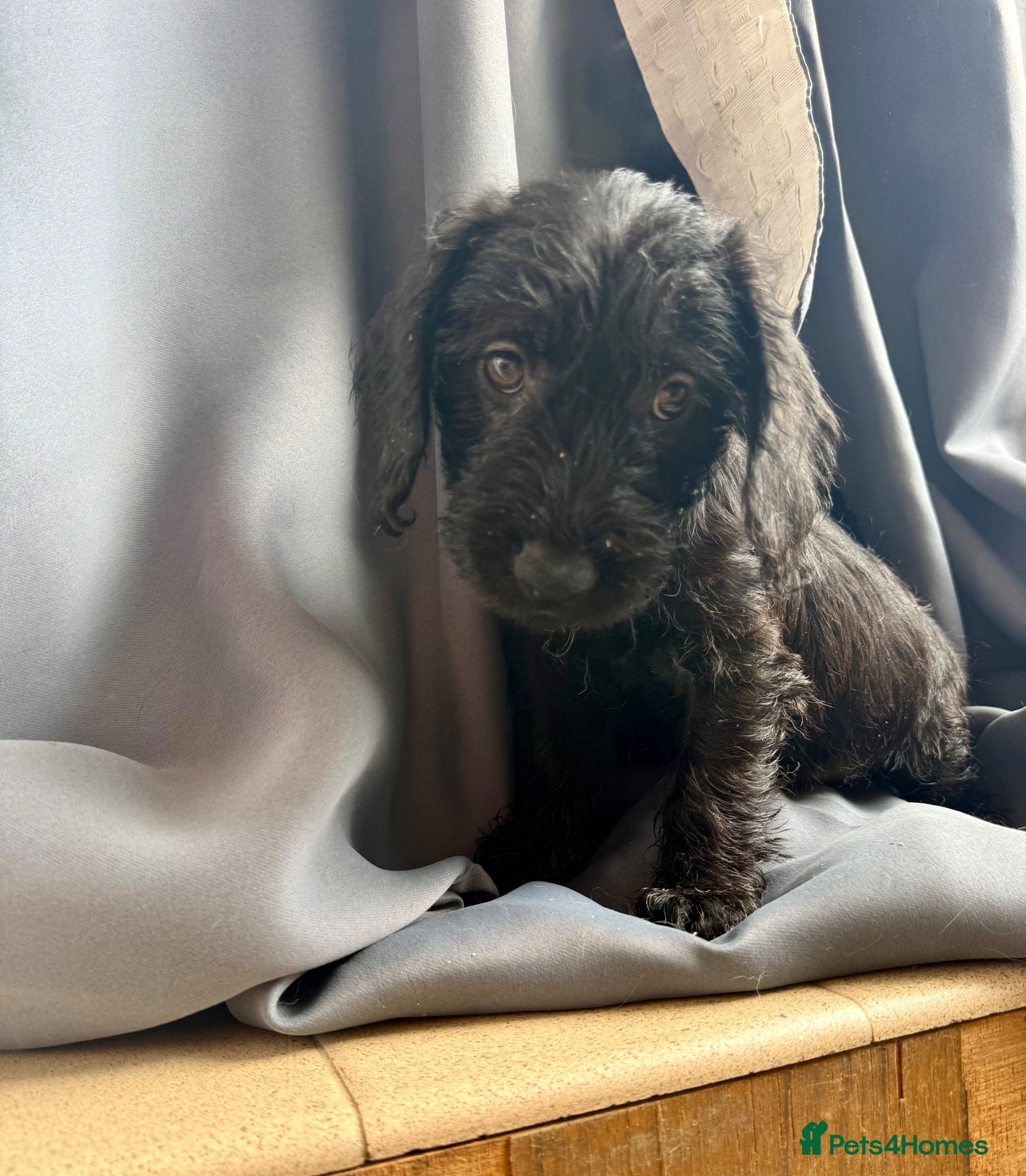 Jackshund dogs 🏡🐾❤️ 1 BOY LEFT & READY TO LEAVE NOW ❤️🐾🏡 - Advert 1