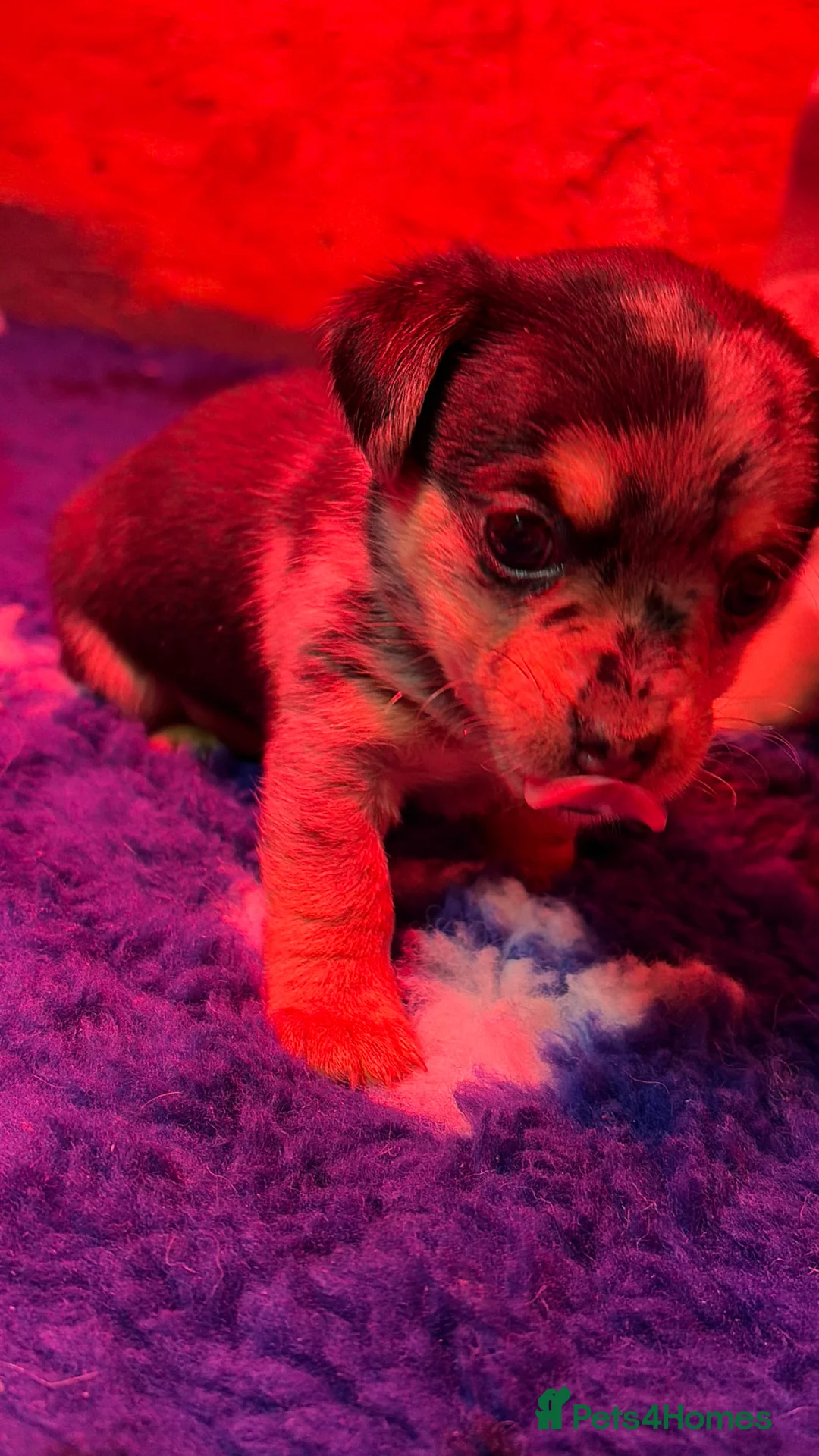 Mixed Breed dogs for sale: Dachshund/Jack Russell  - Advert 2