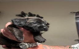 Doxiepoo dogs for sale: Doxiepoo f1 - Image 16