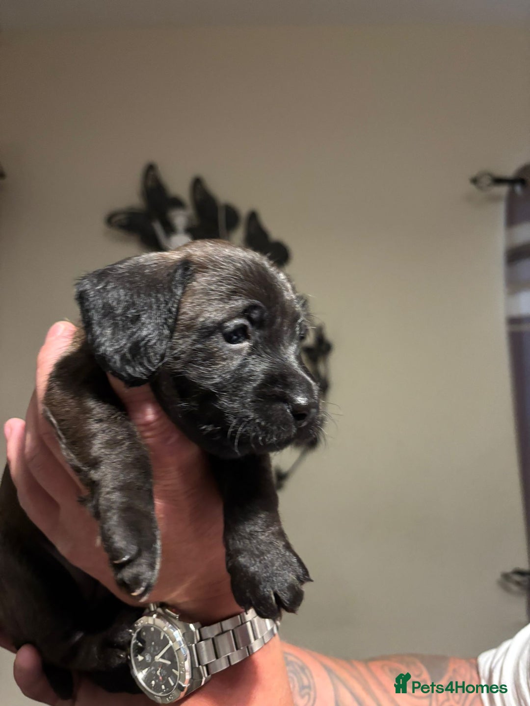 Doxiepoo dogs for sale: Doxiepoo f1 - Image 16