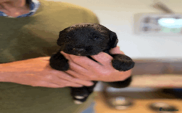Cockapoo dogs for sale: cockapoo F1 - Image 26
