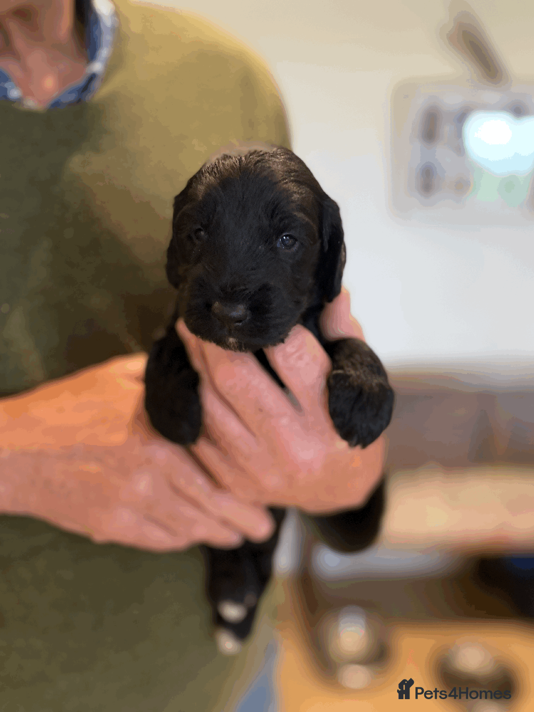 Cockapoo dogs for sale: cockapoo F1 - Image 26