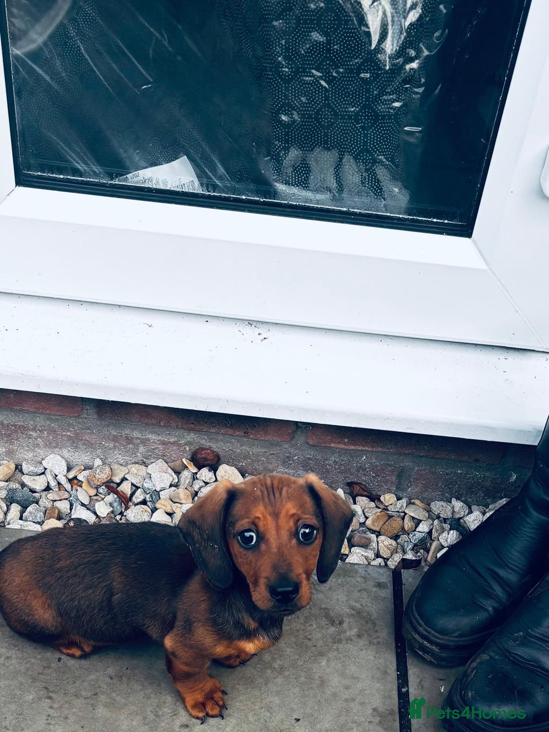 Miniature Dachshund dogs for sale: Biscuit,miniature tanand black coloured dachshund  - Advert 2