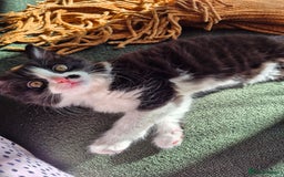 Mixed Breed cats for sale: Kittens for sale, 8 weeks old. - Image 1