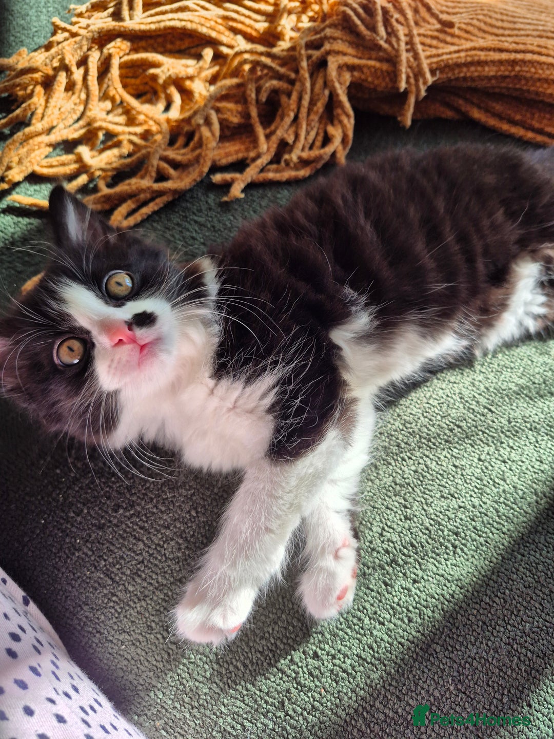 Mixed Breed cats for sale: Kittens for sale, 8 weeks old. - Image 1