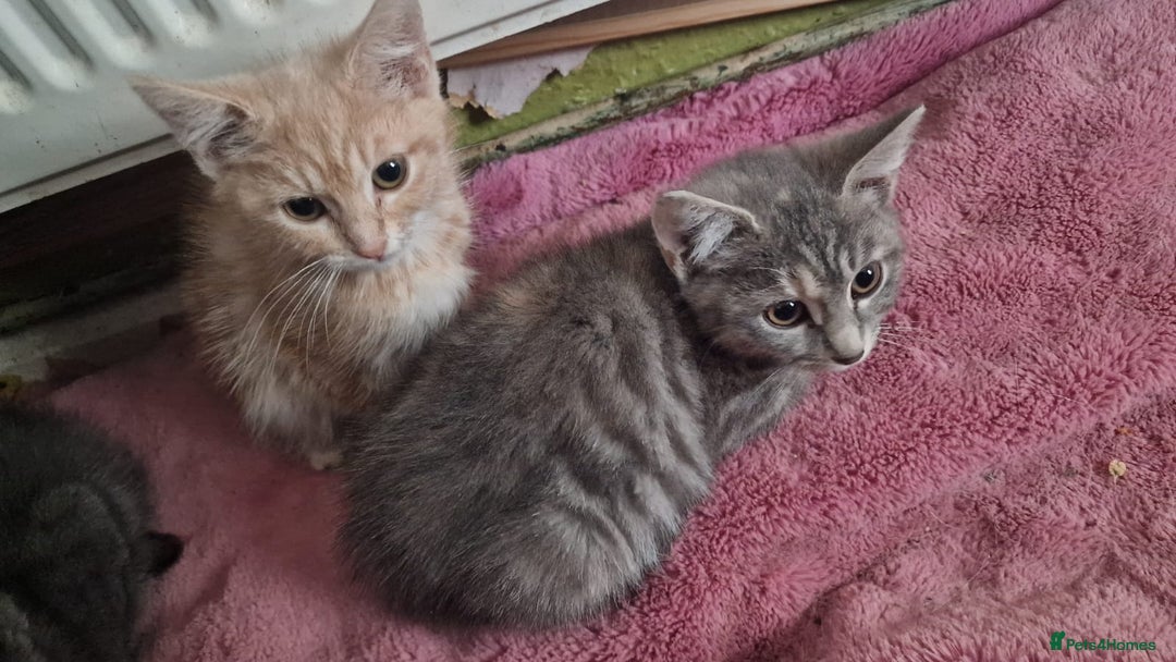 Mixed Breed cats for sale: kittens for sale - Image 9