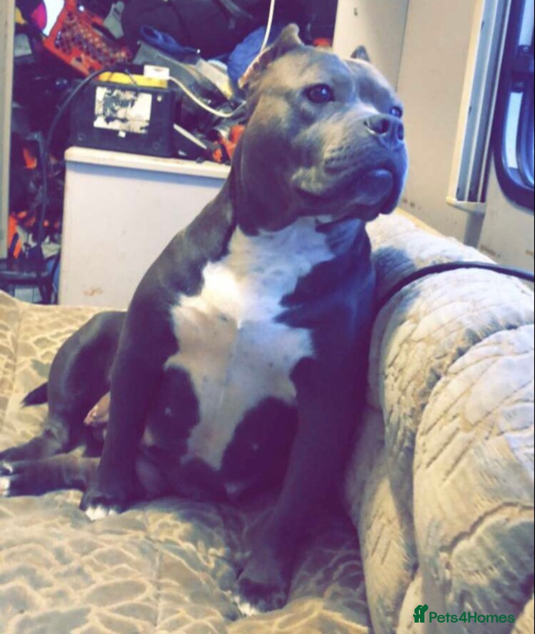 American Bully dogs for sale: Classic American pocket bullys - Image 11