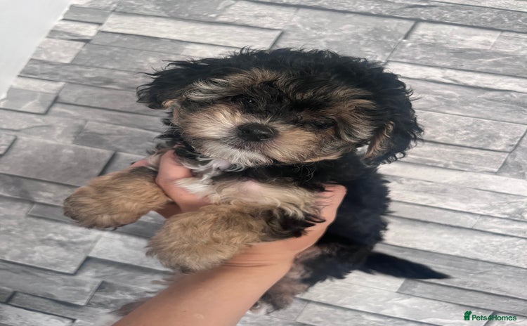 Yorkiepoo dogs - Advert 1