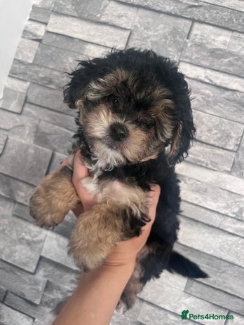 Yorkiepoo dogs - Advert 4