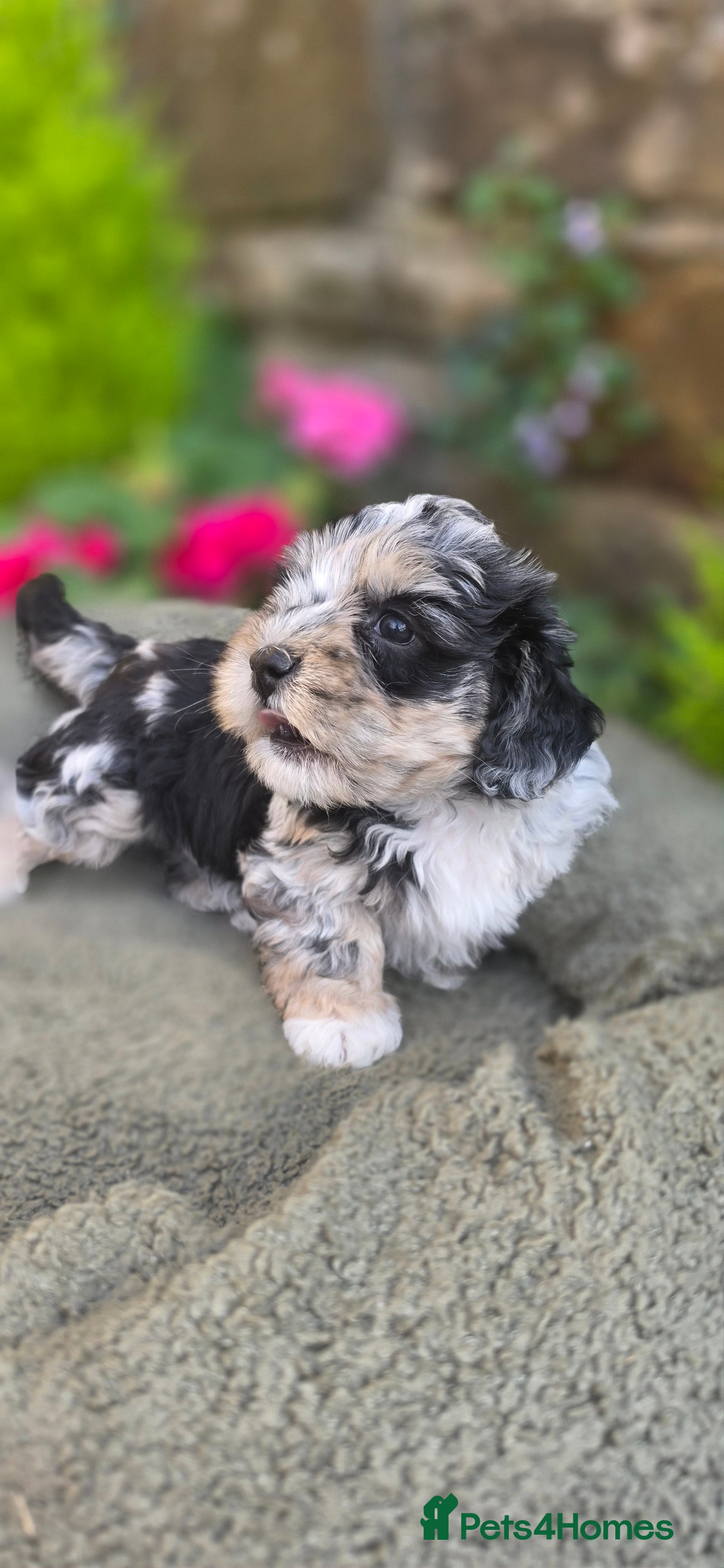 Mixed Breed dogs Lacasapoo Puppies – 3 Girls & 2 Boys Available - Advert 2